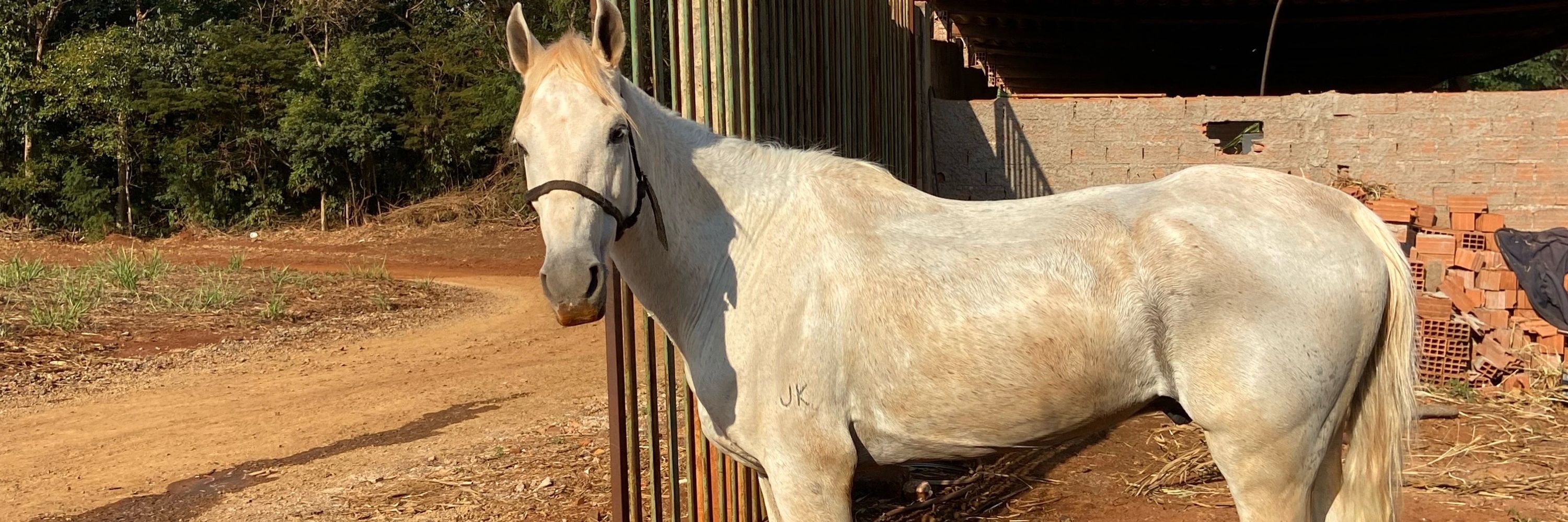 A Caetano 