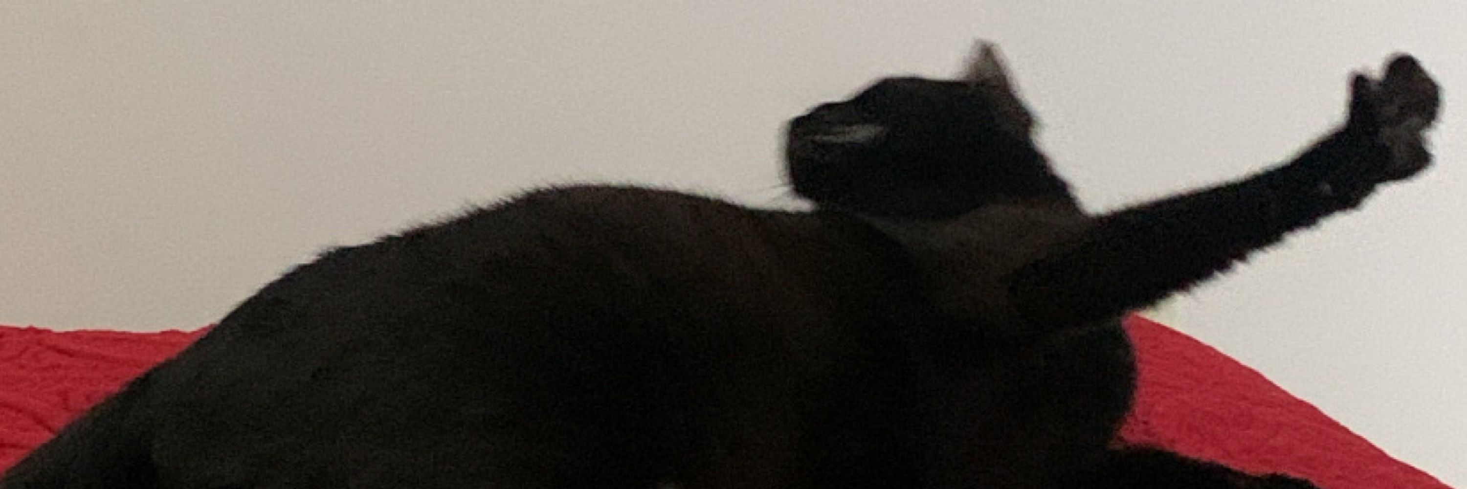 tieninha