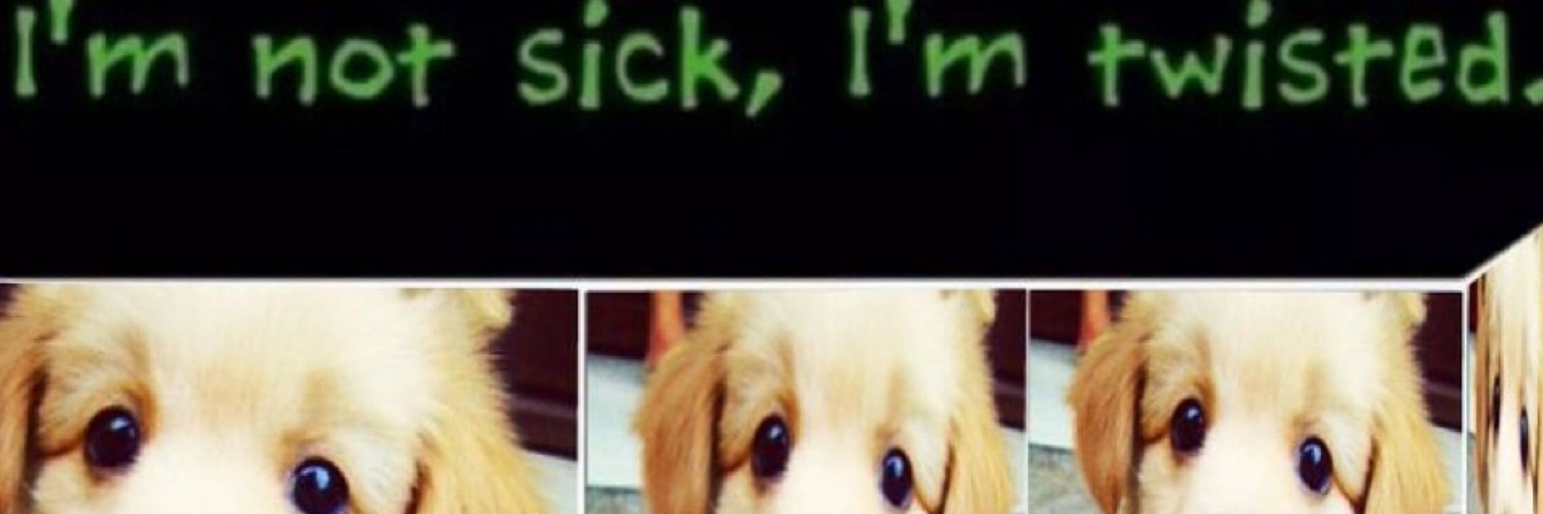 teddy