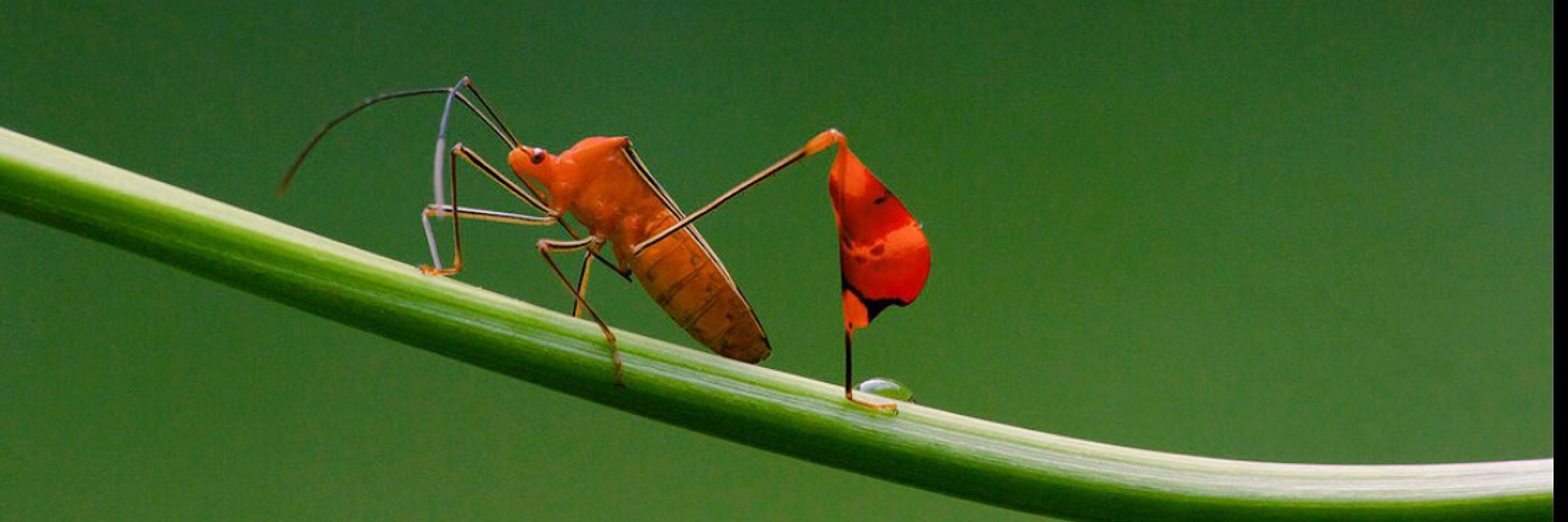 Ummat-bugs