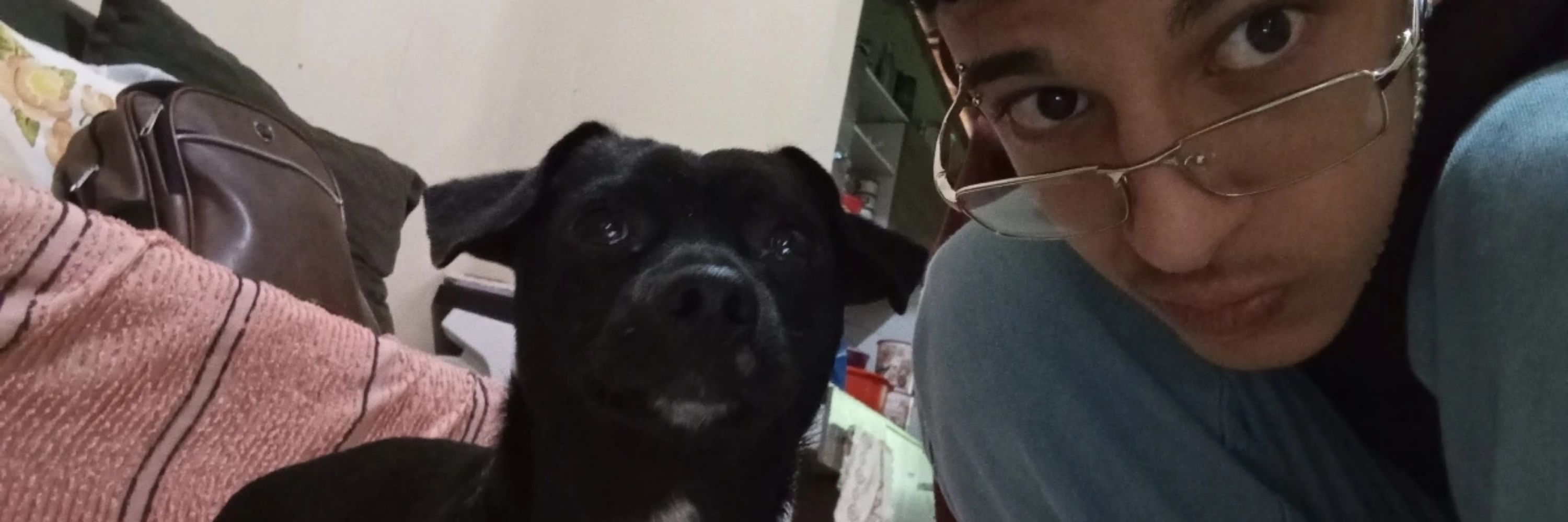 gui 🐈