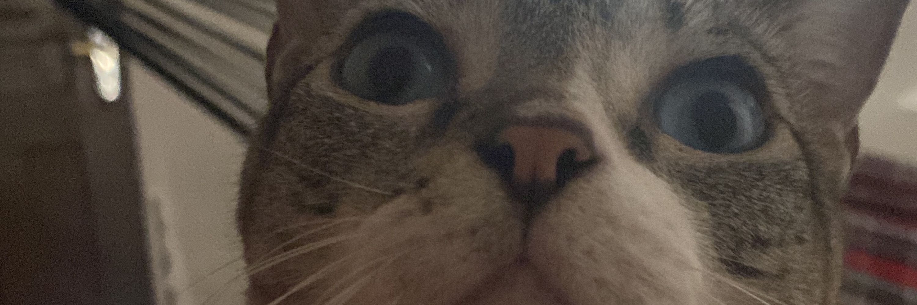 Dode | The feline fanatic🐈🐈‍⬛