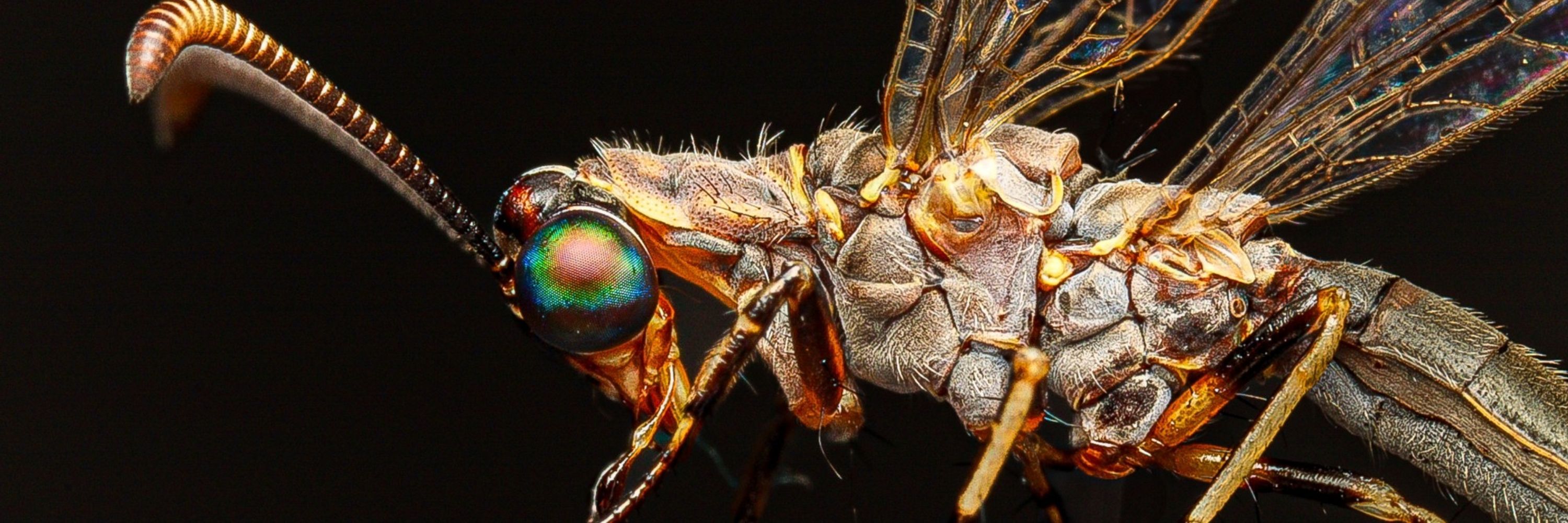 Macroarthropods