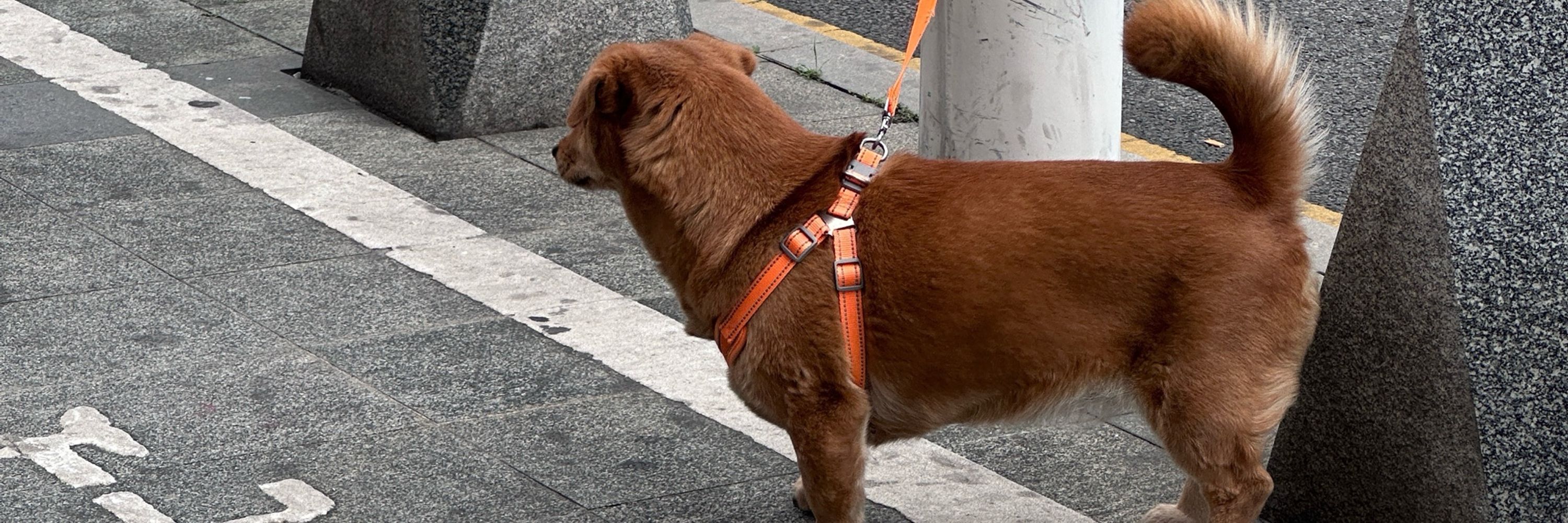 枫枫_
