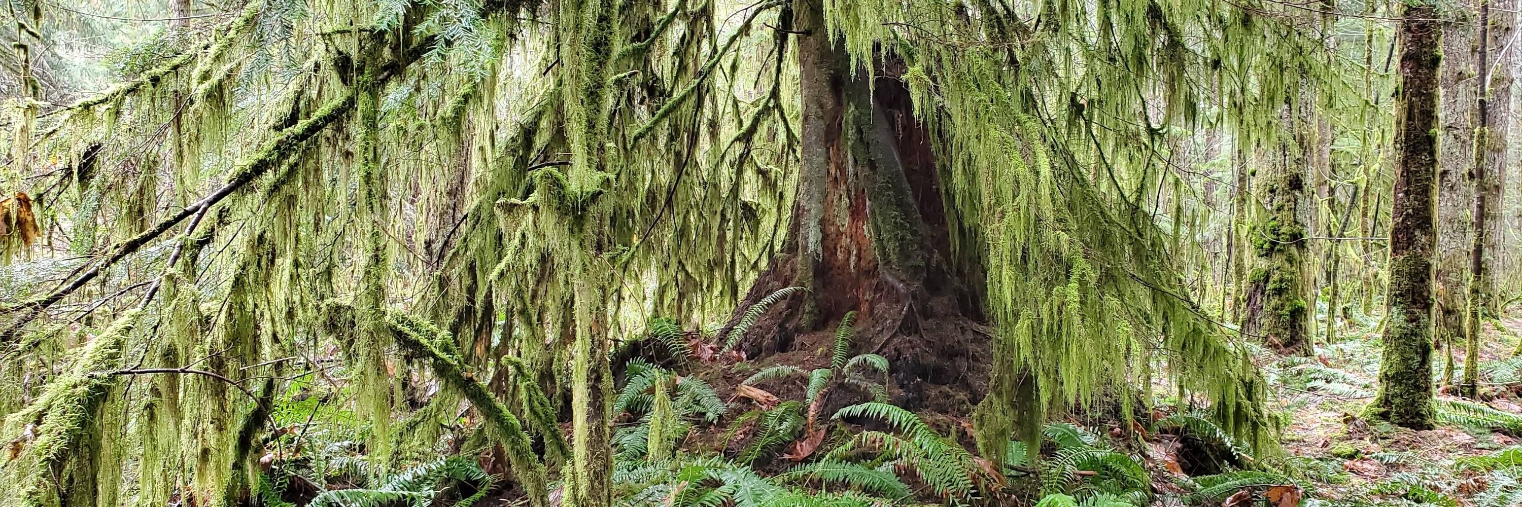 Forest Felkin 🌿