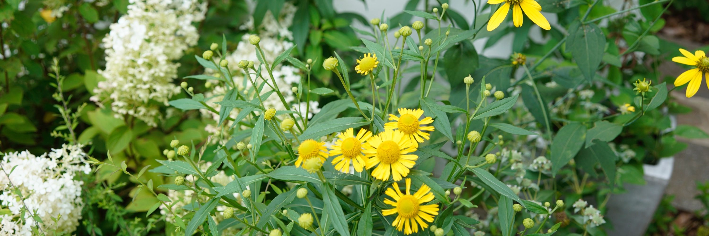 Native Plant Lady