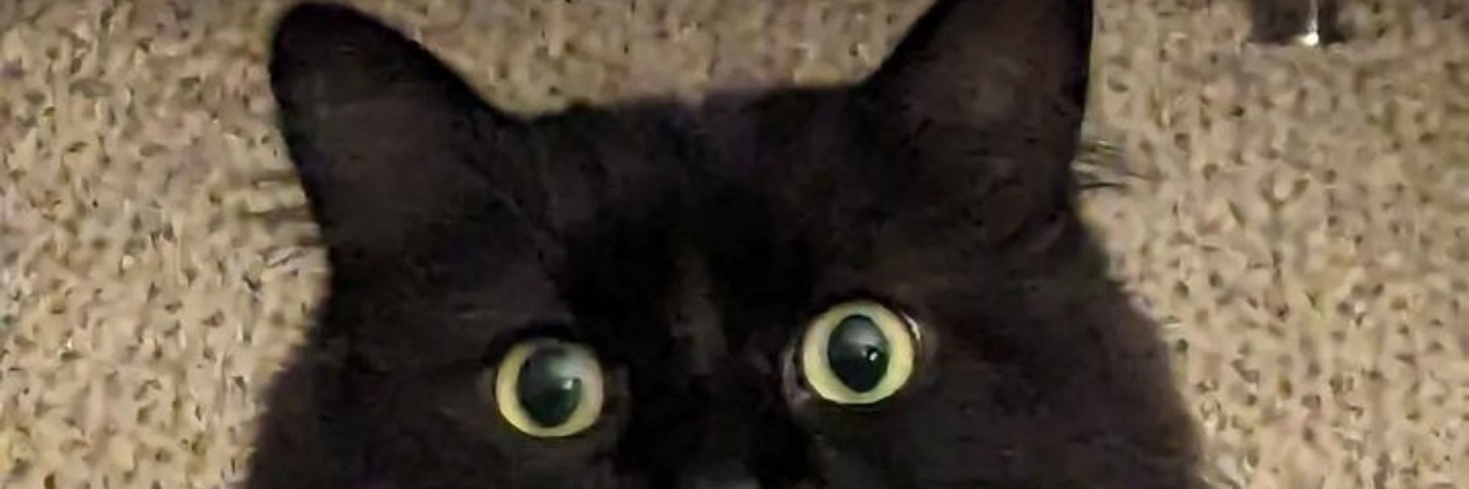 amileen 🐈‍⬛🧶🎮