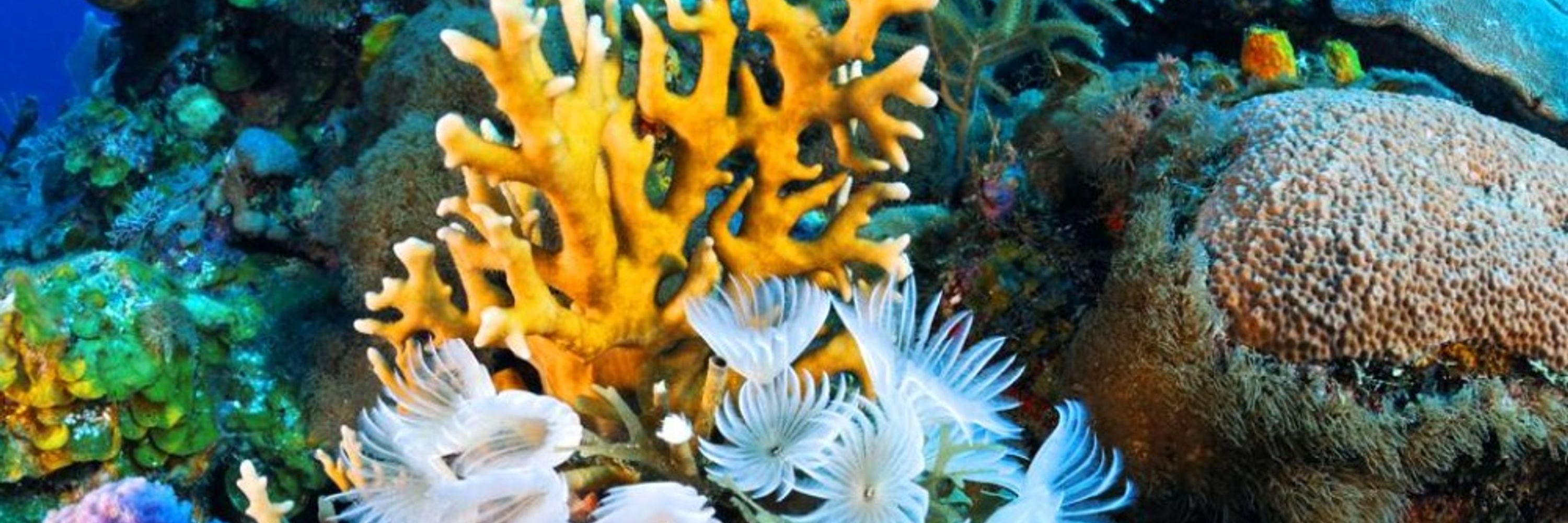 RememberingMermaids