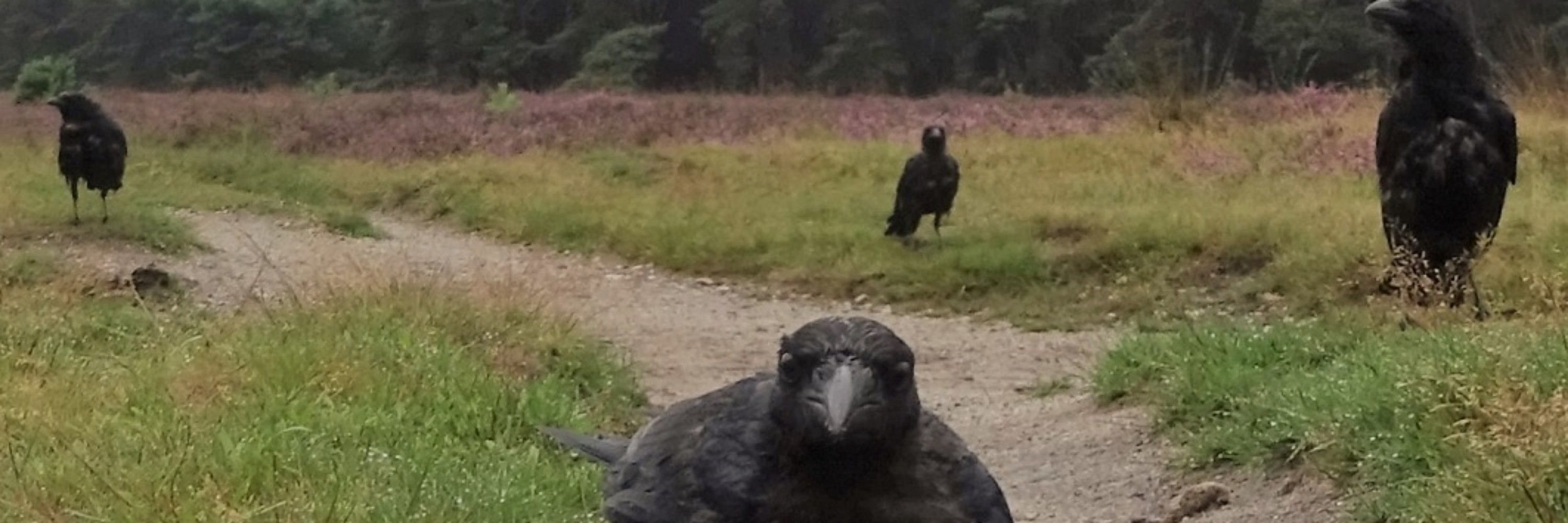 Ventril the birb
