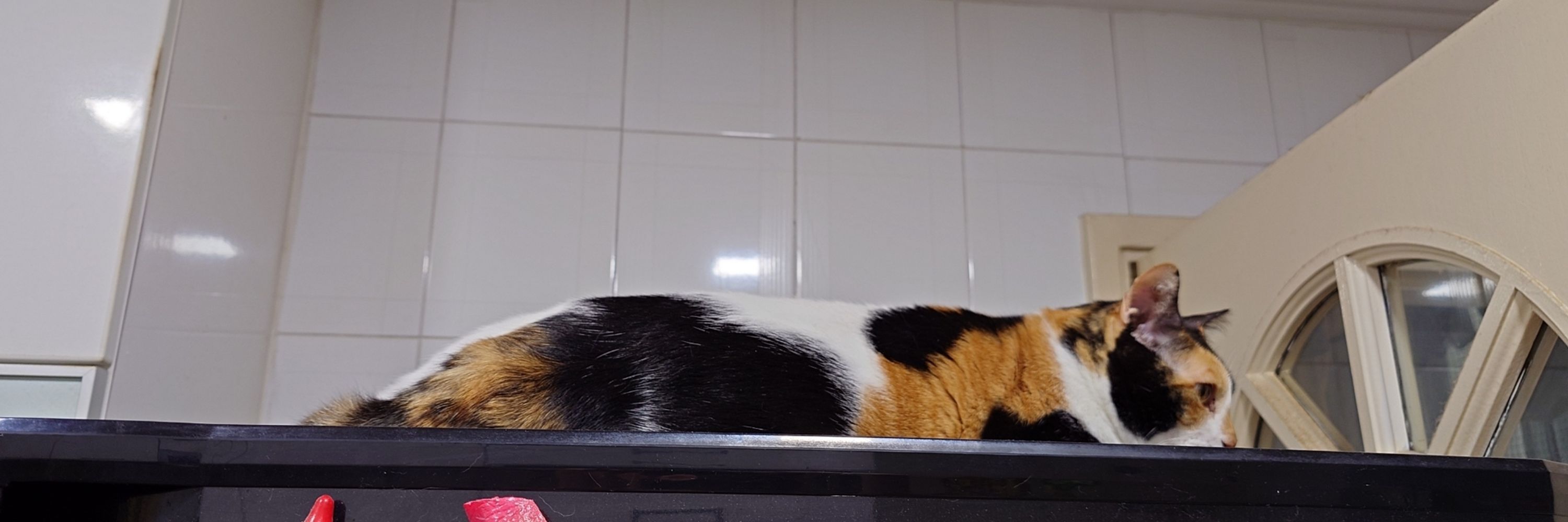 loaf of cat