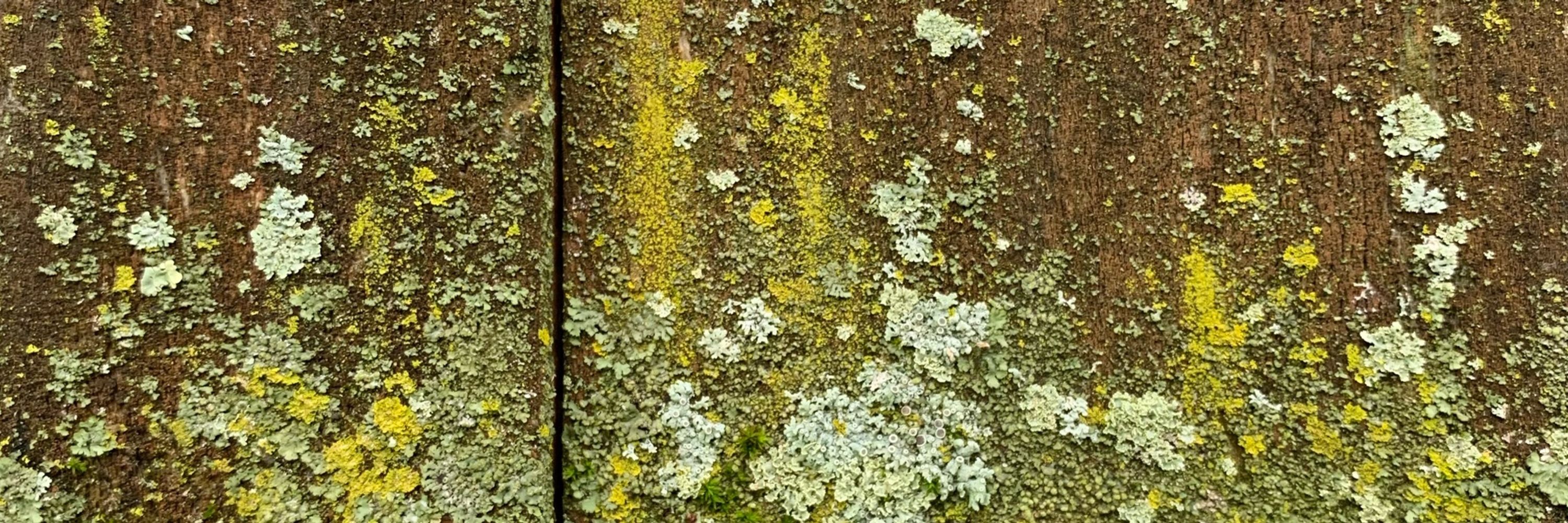 laulaucarcar