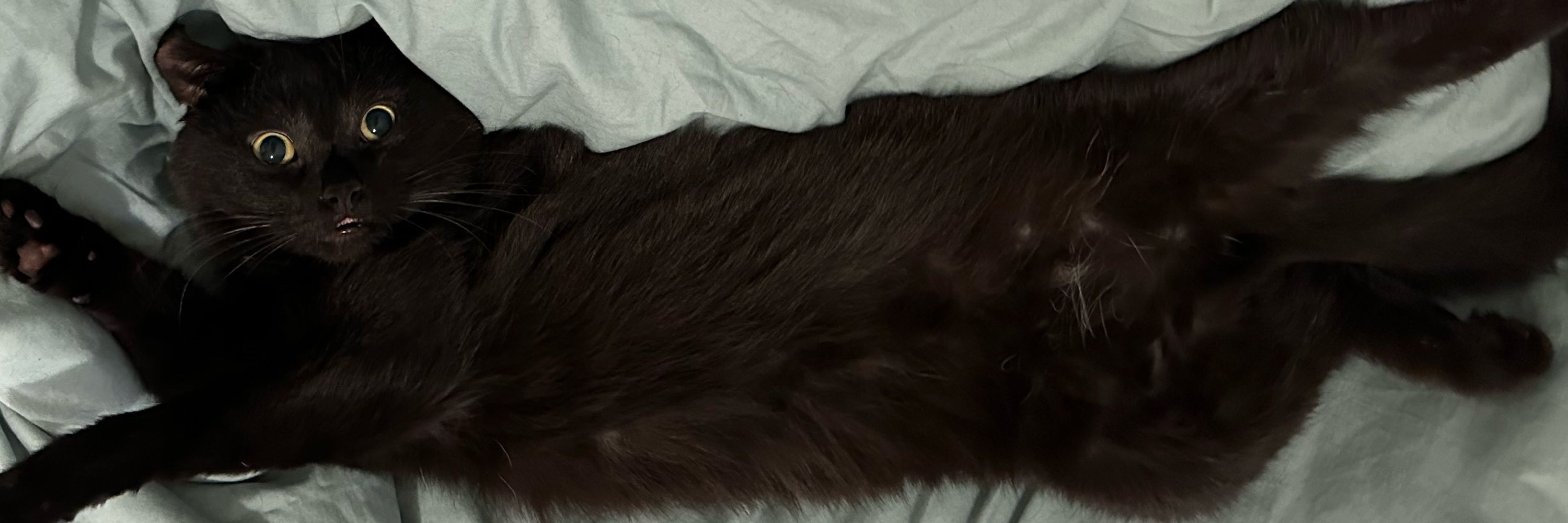 Catman John