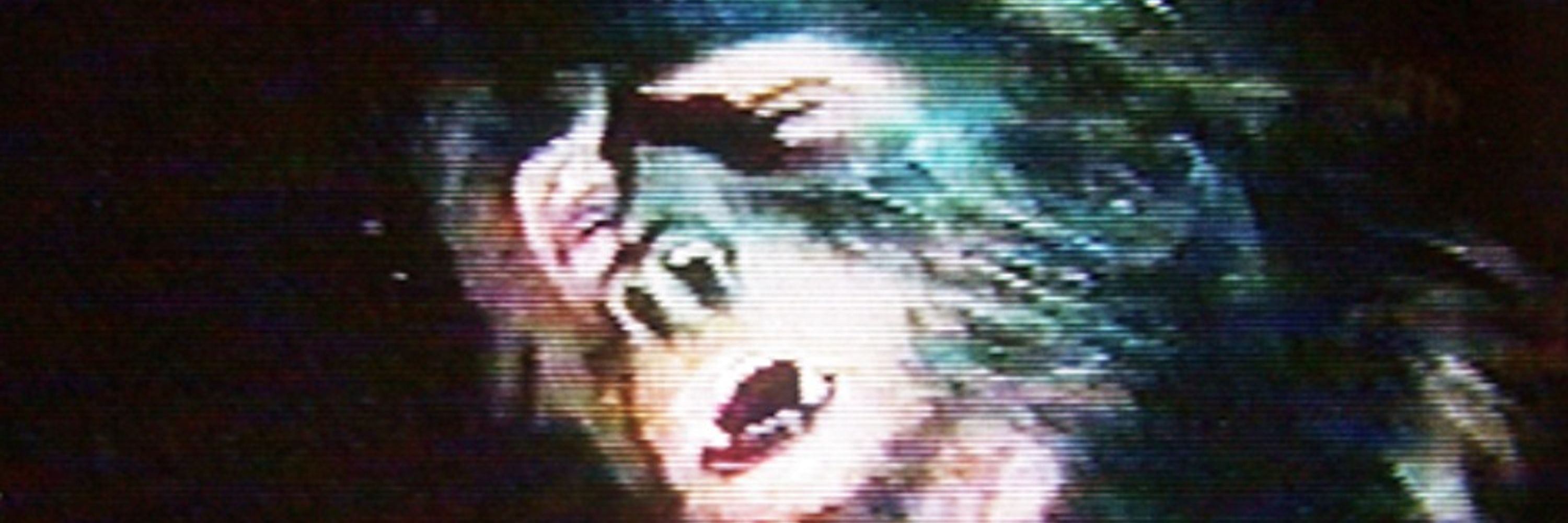 Naschy's Toupée 