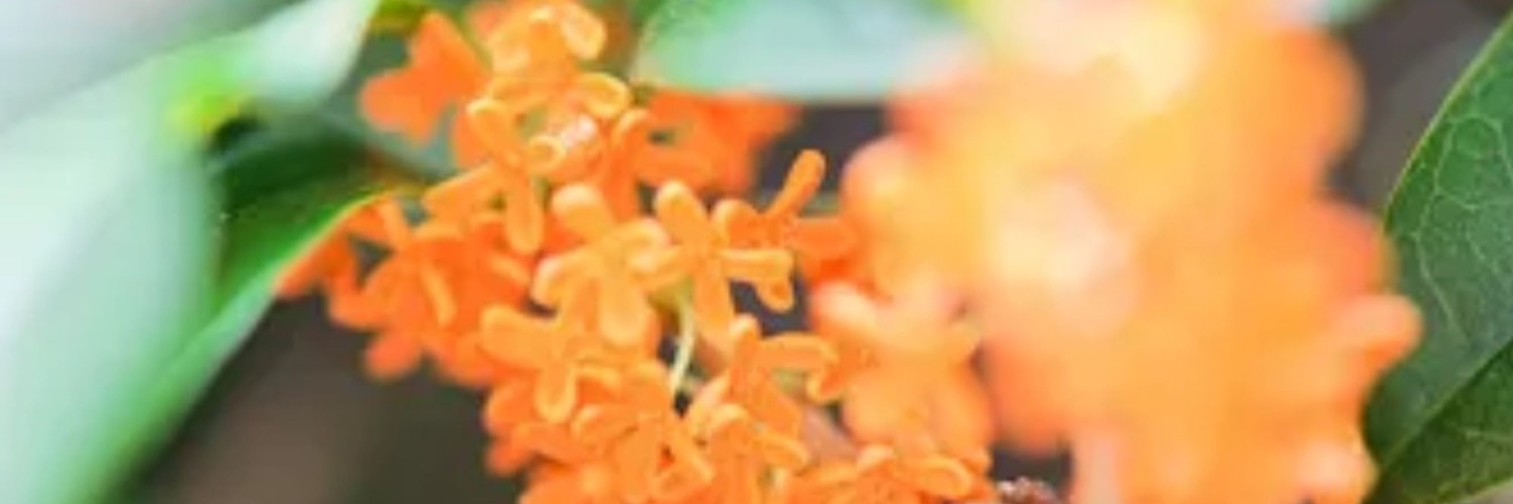 芽美