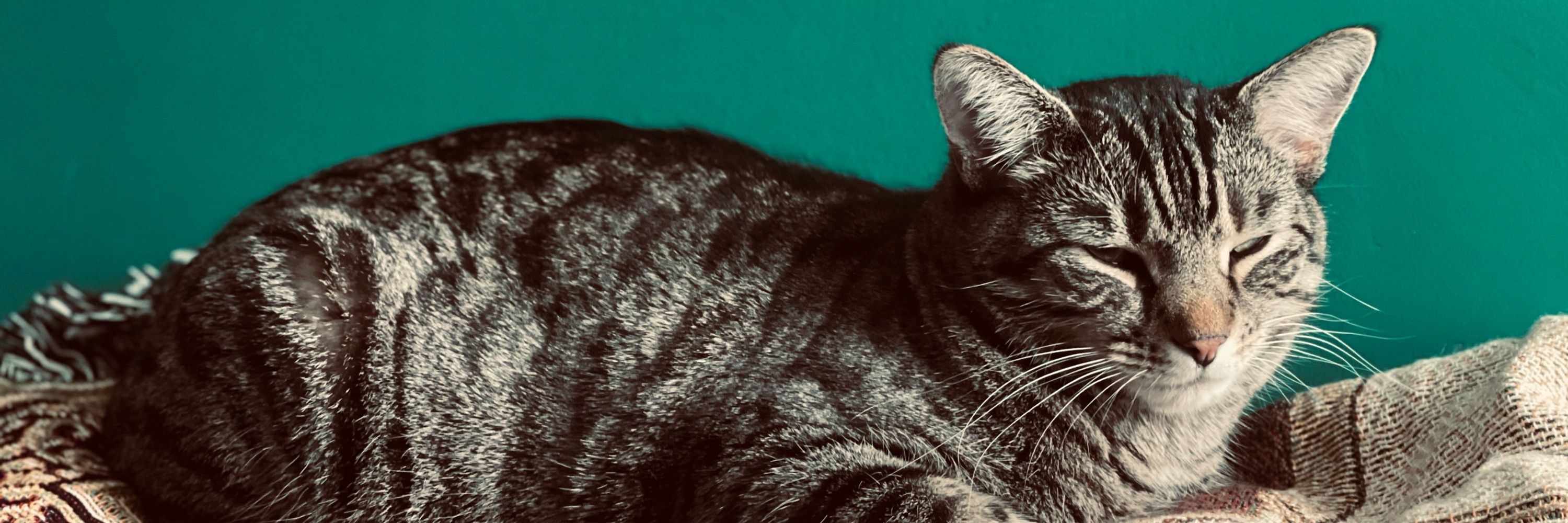 The Legend of CatBeard