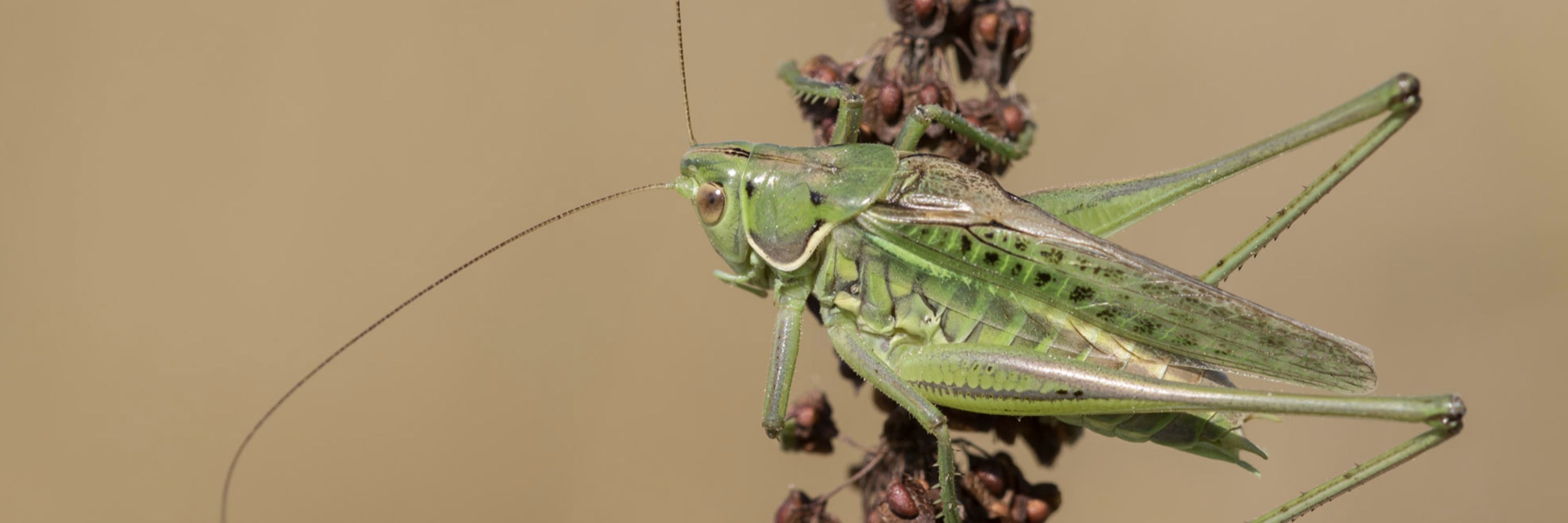 Orthoptera.ch