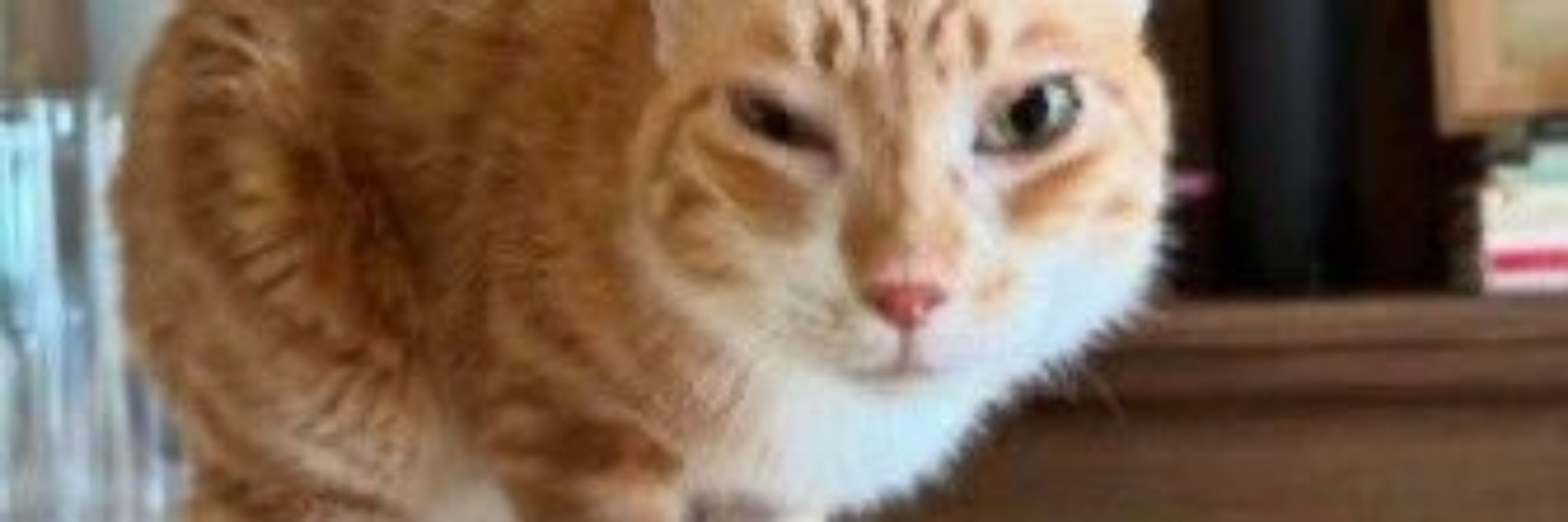 curupira 