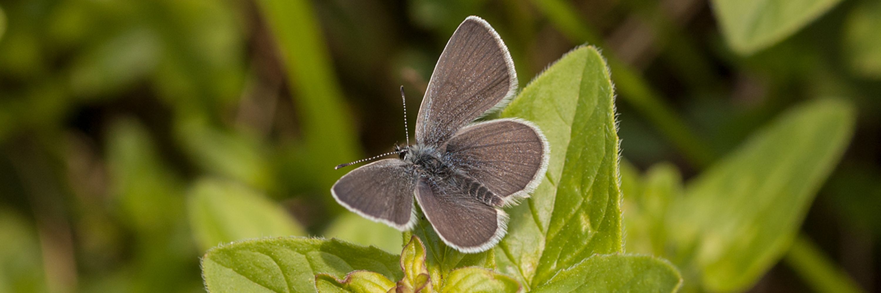 Butterfly Conservation Warwickshire