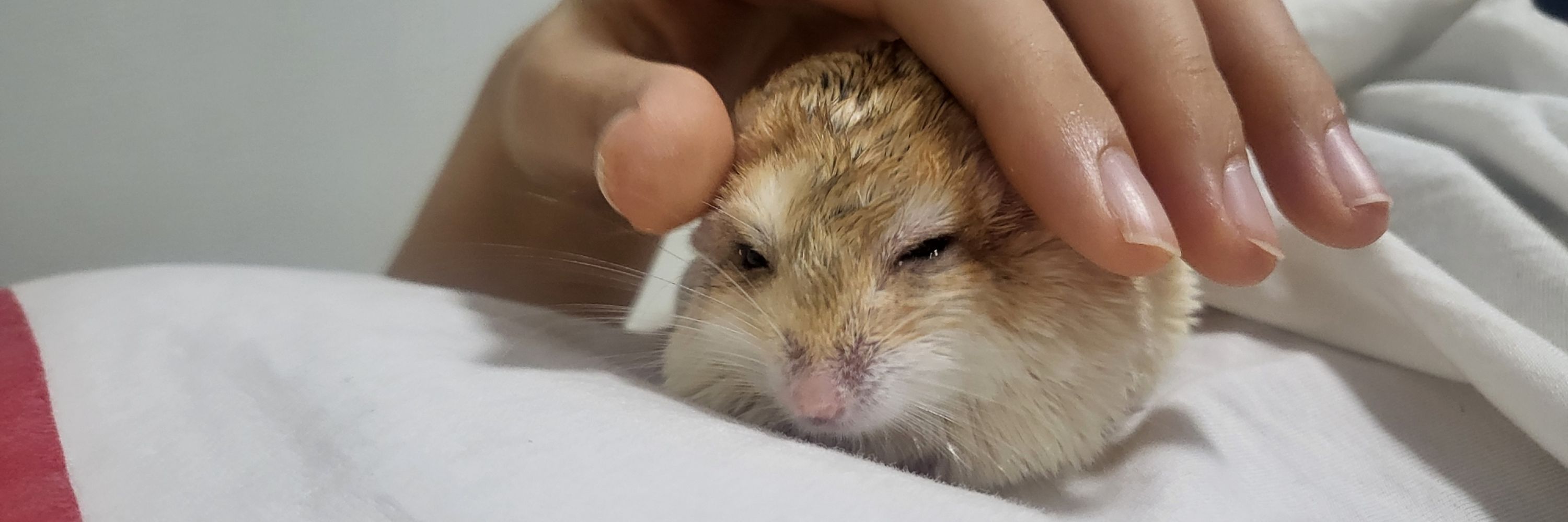 콘지