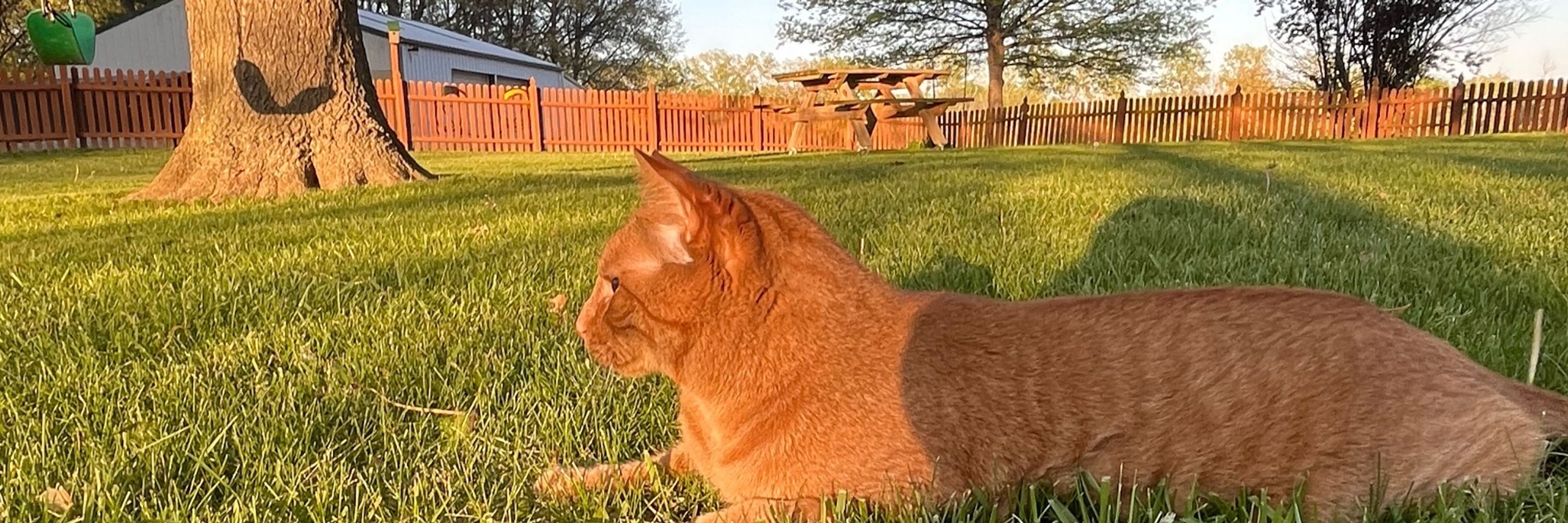 aud