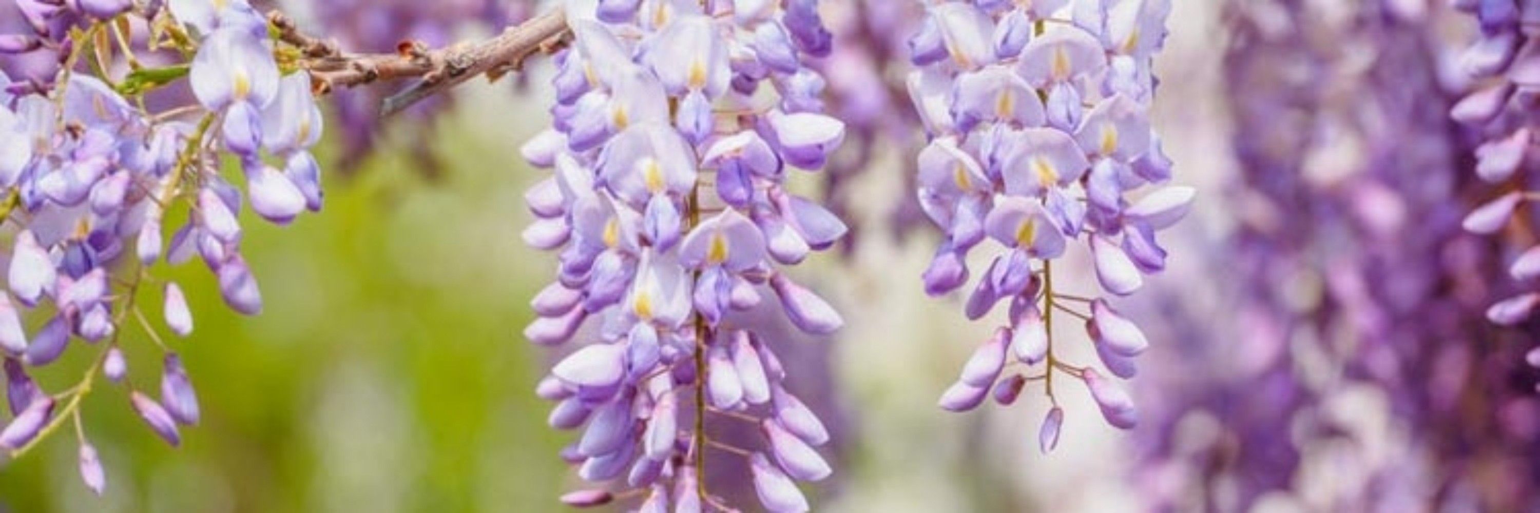 Mistrum Mauve/Pup Lavender