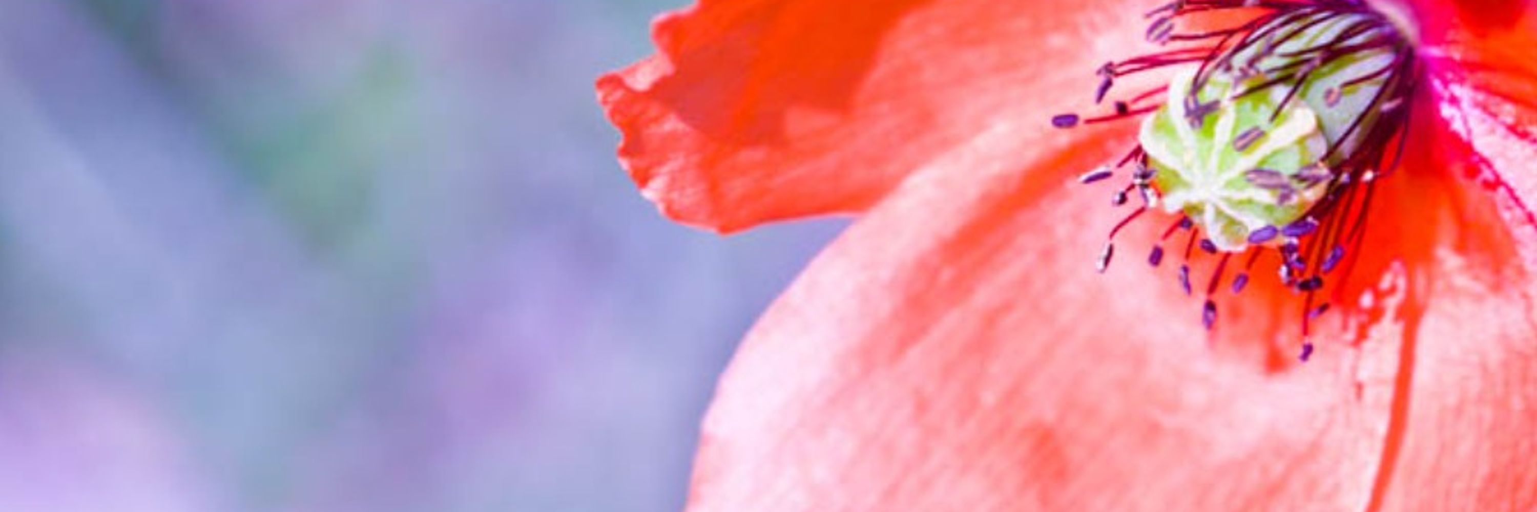 lovepoppies