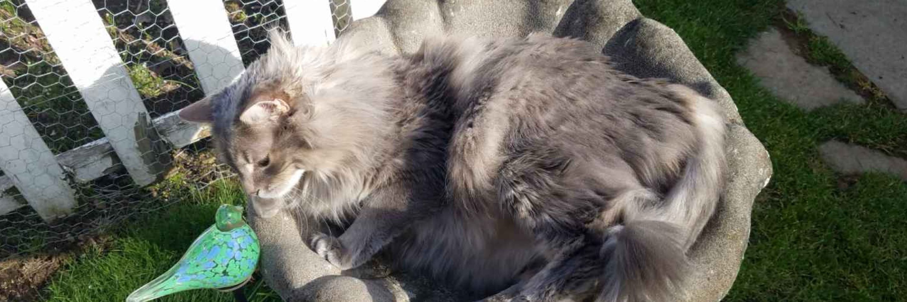 Macho kitty