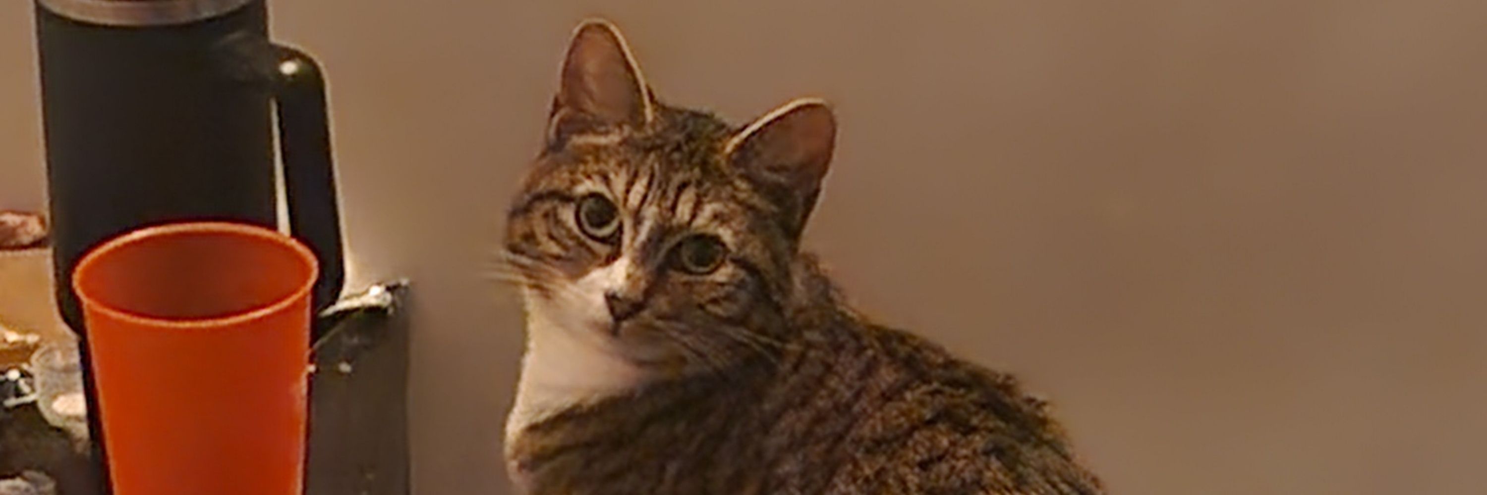 NickyCrunch