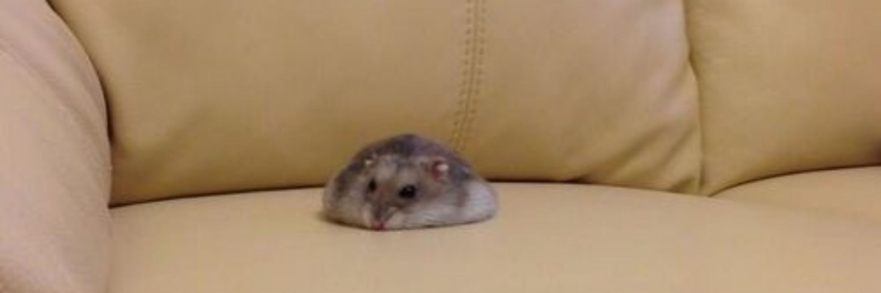 과범
