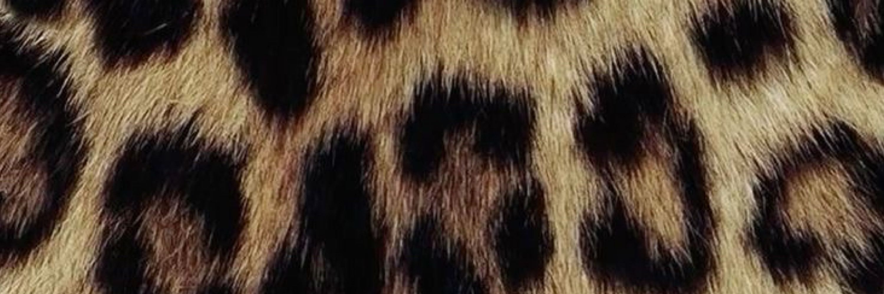 Isacm 🐆