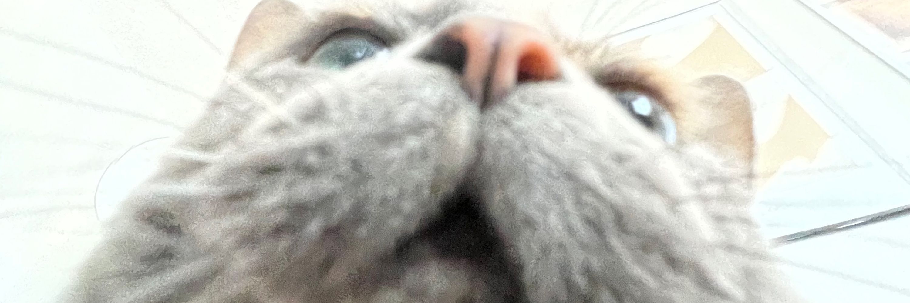 peter