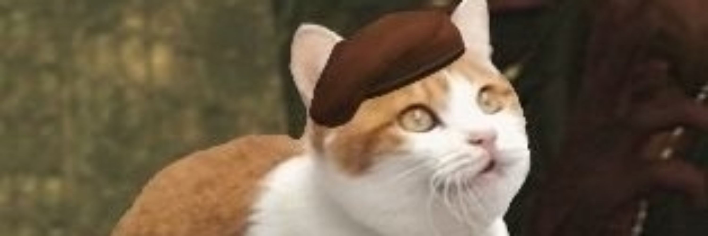 まろんたこす