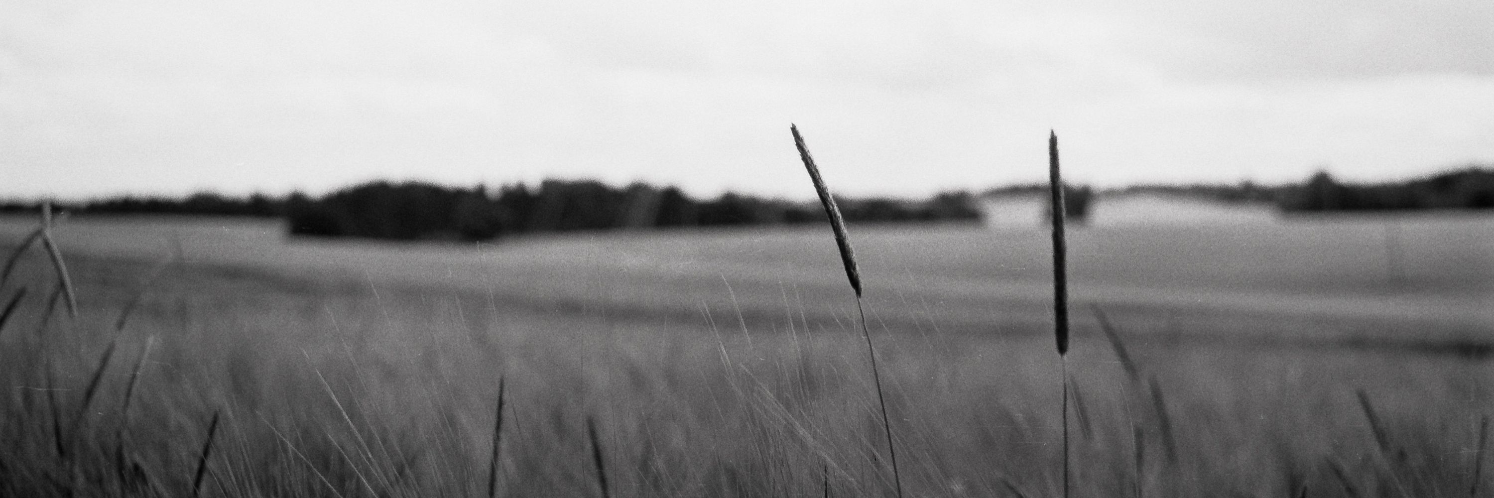 Film Cameras UK