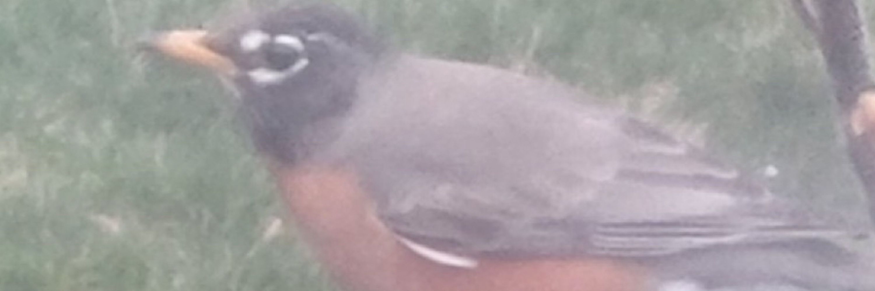 Ranchbird