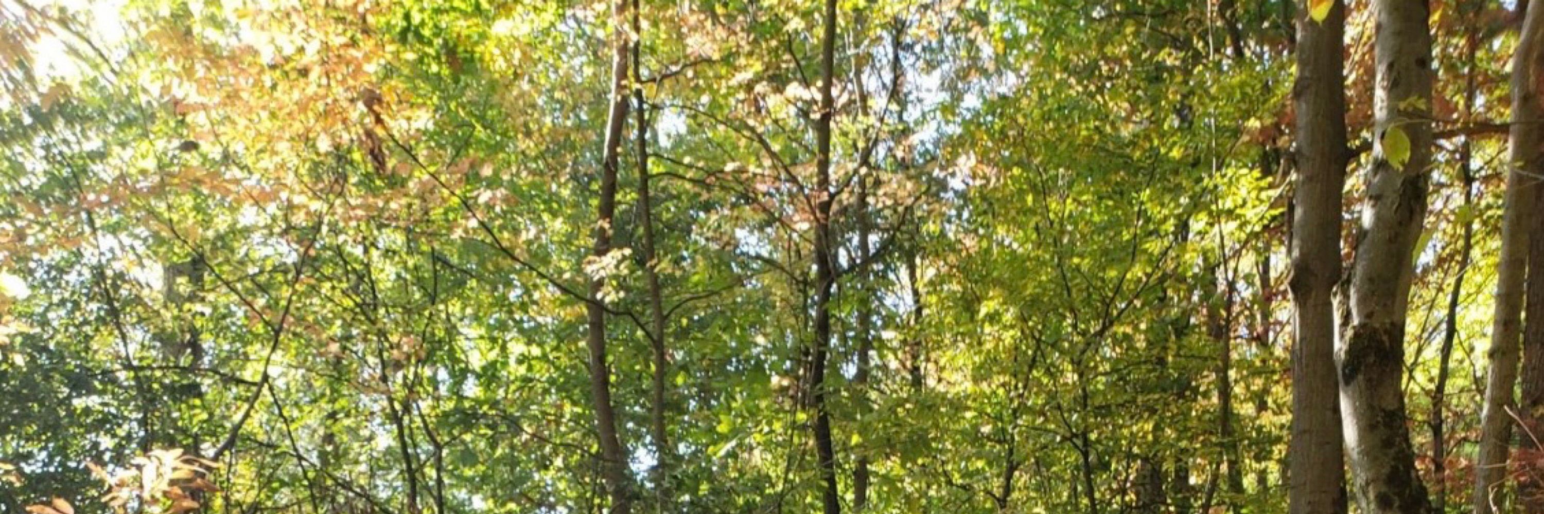Cleavon Leaf