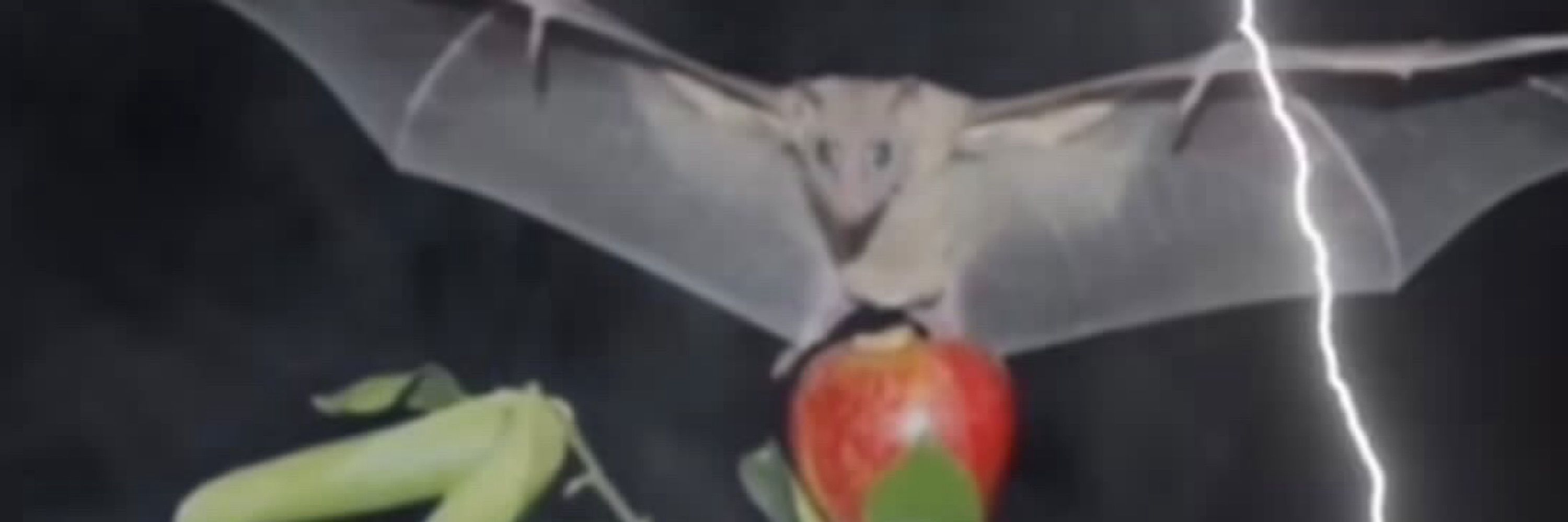 Splat🦇
