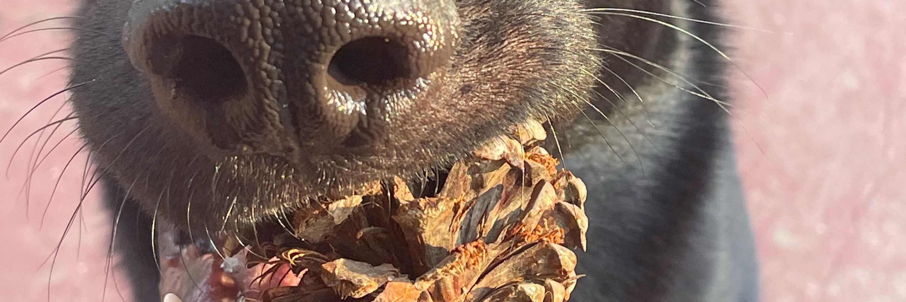 little crusty dog