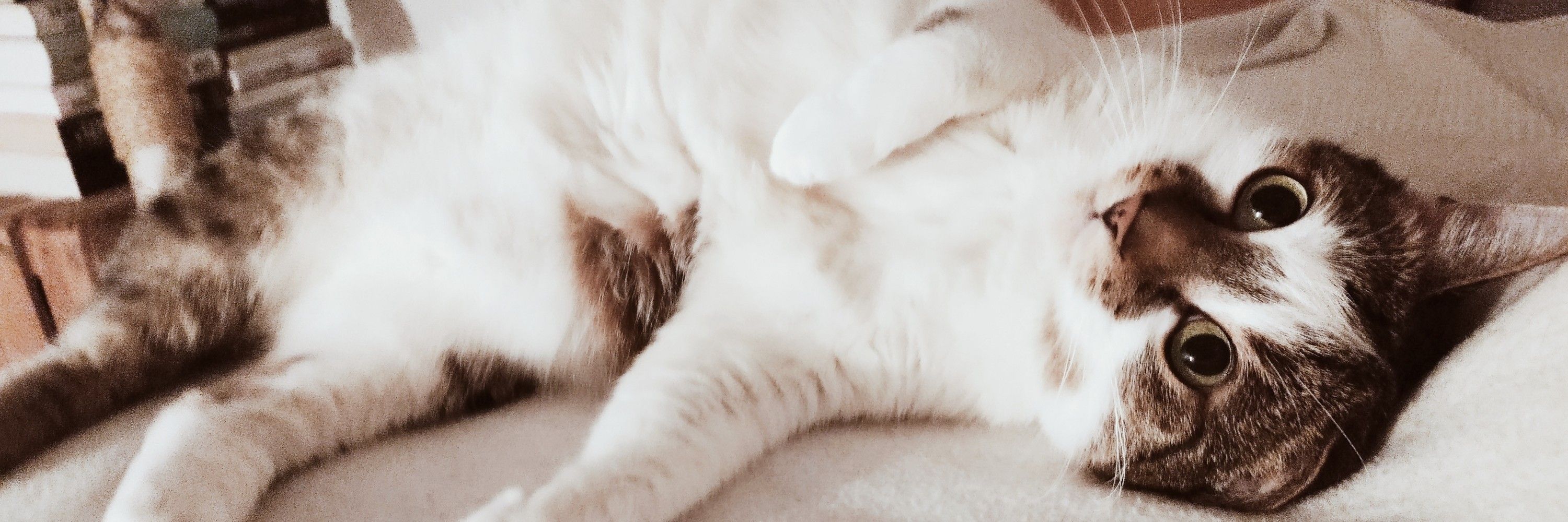 LucyFluff