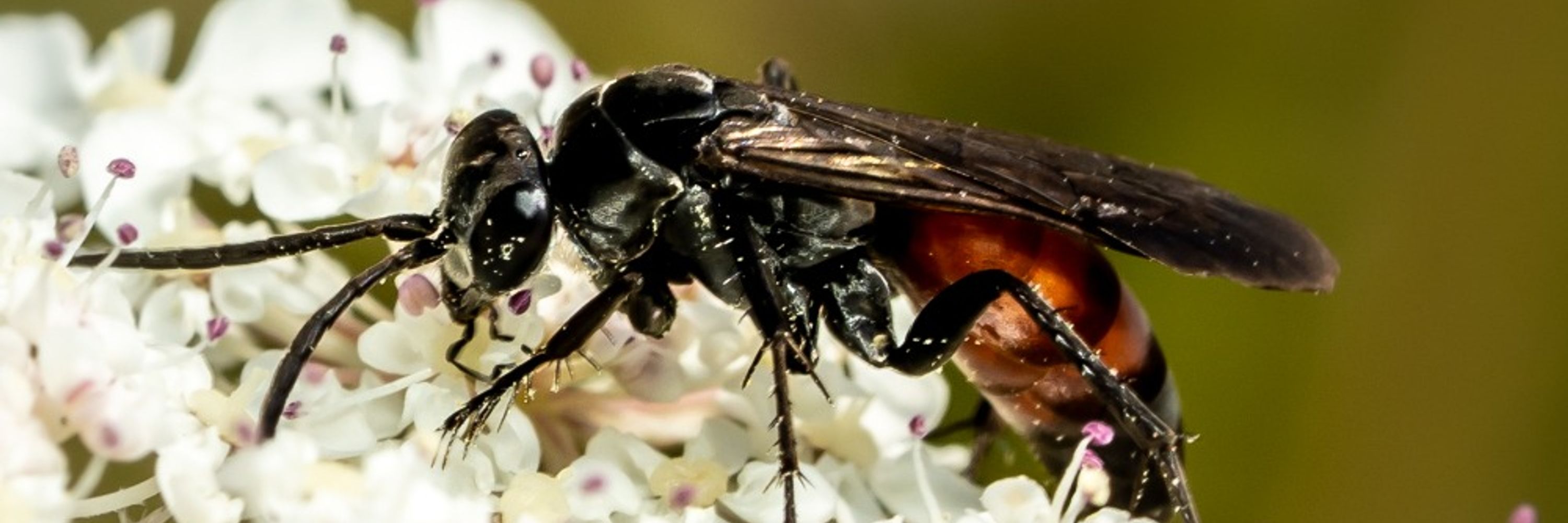 Aglaia Bouma