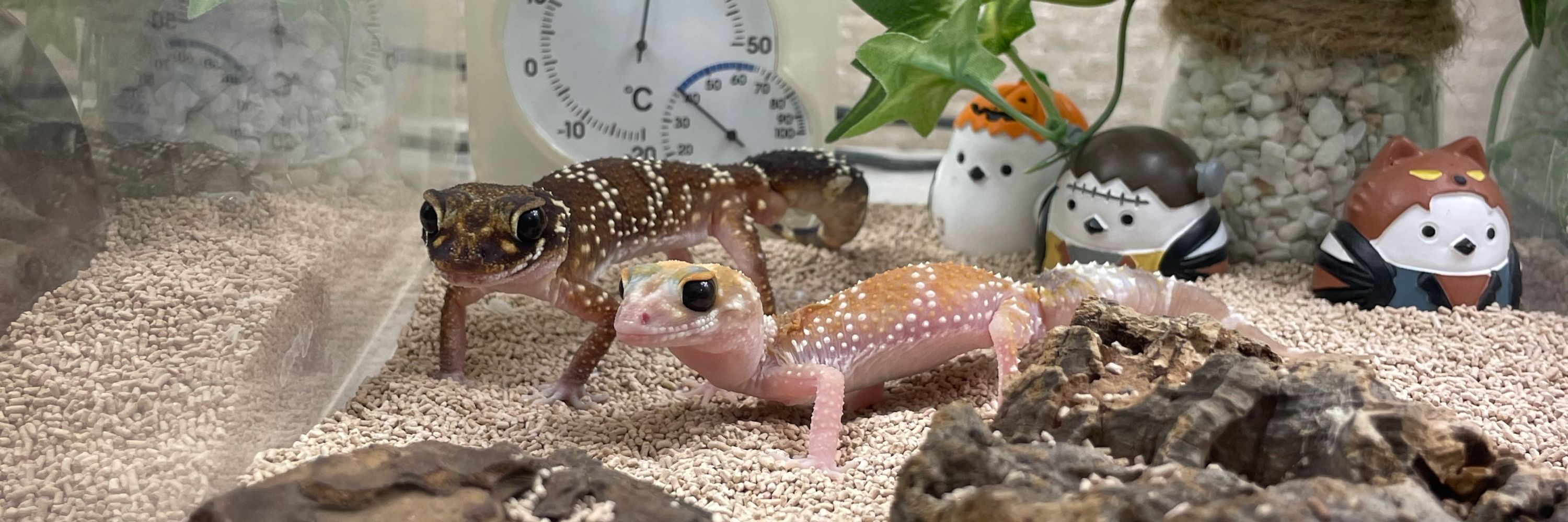 あきあじ