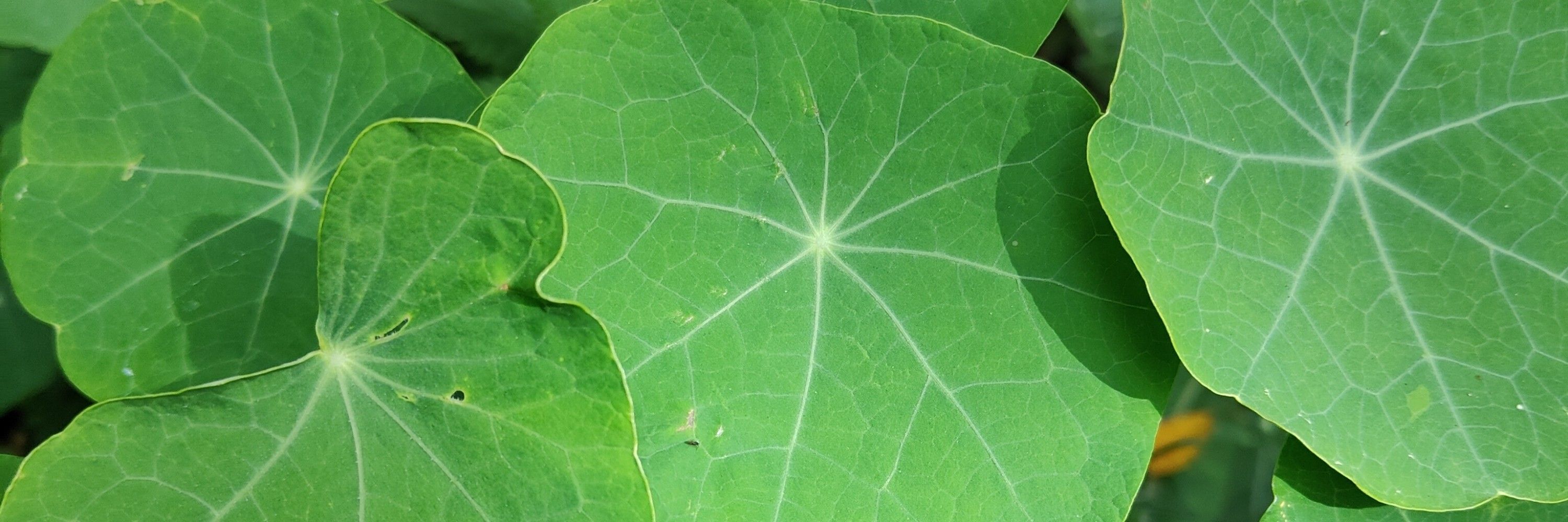 K.Ü.L.Walda