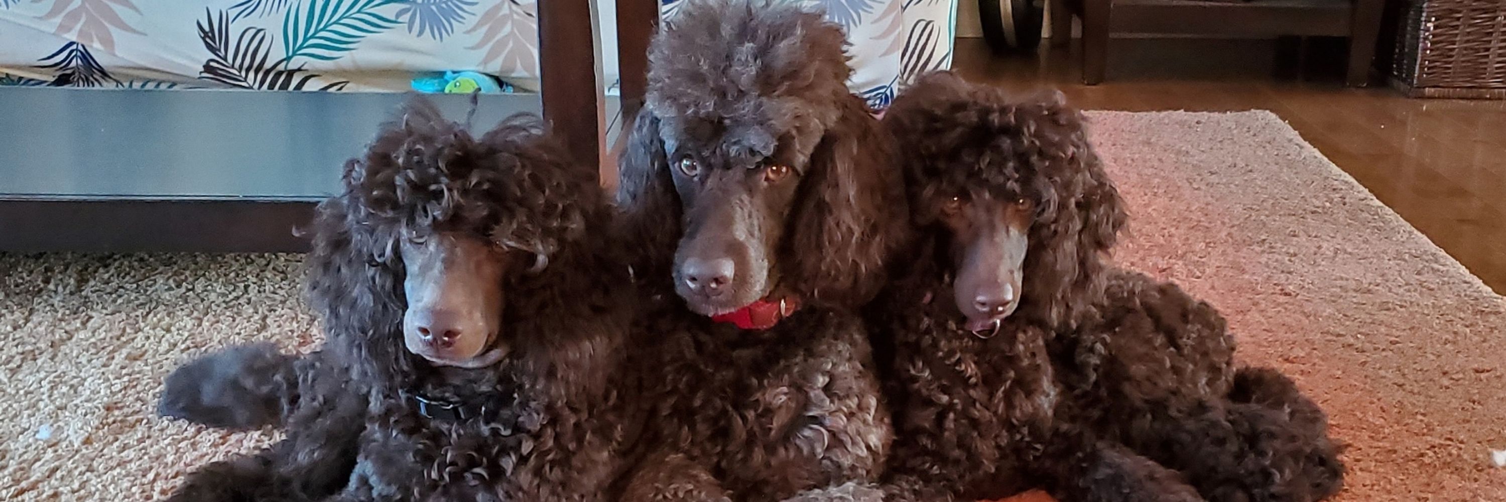 FiNNessePOOdles