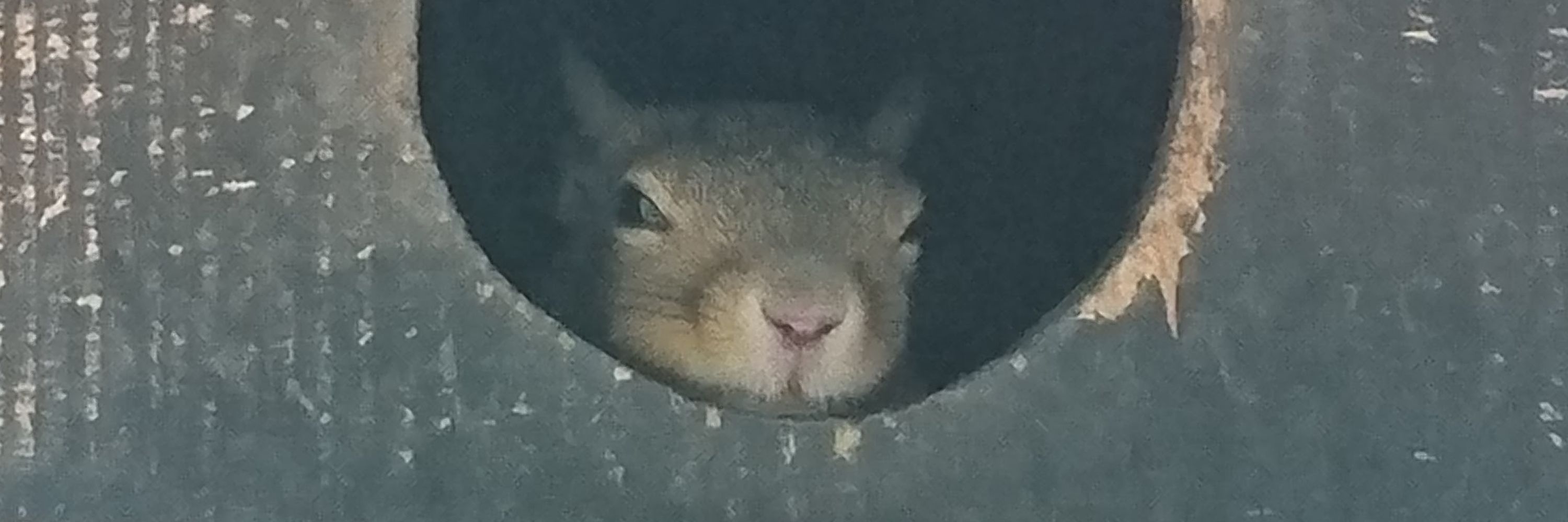 もこだいん