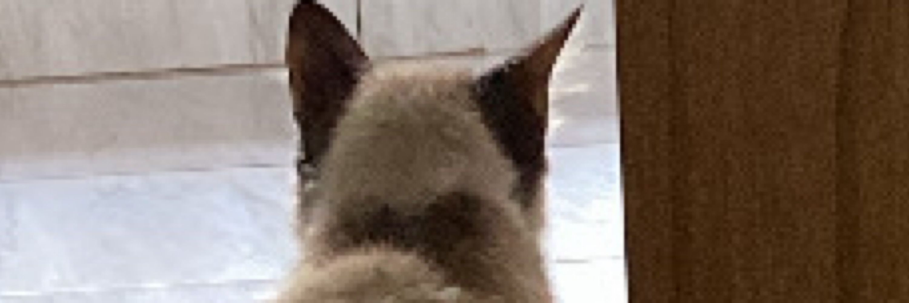 Mav 