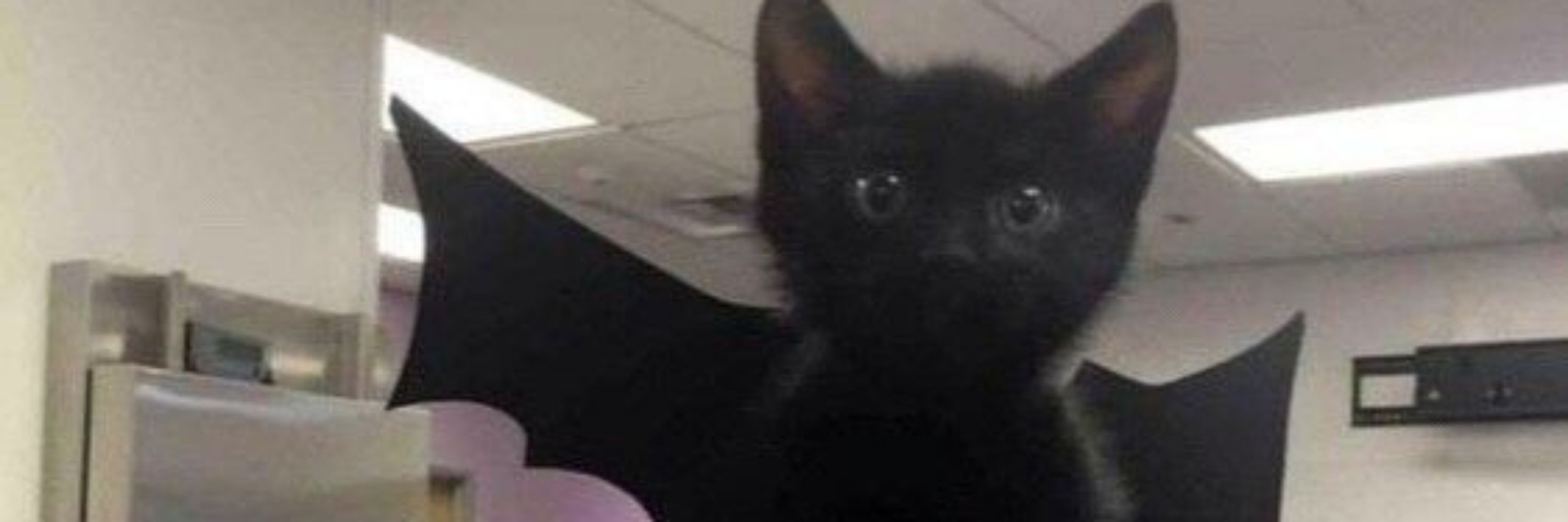 Batgirl