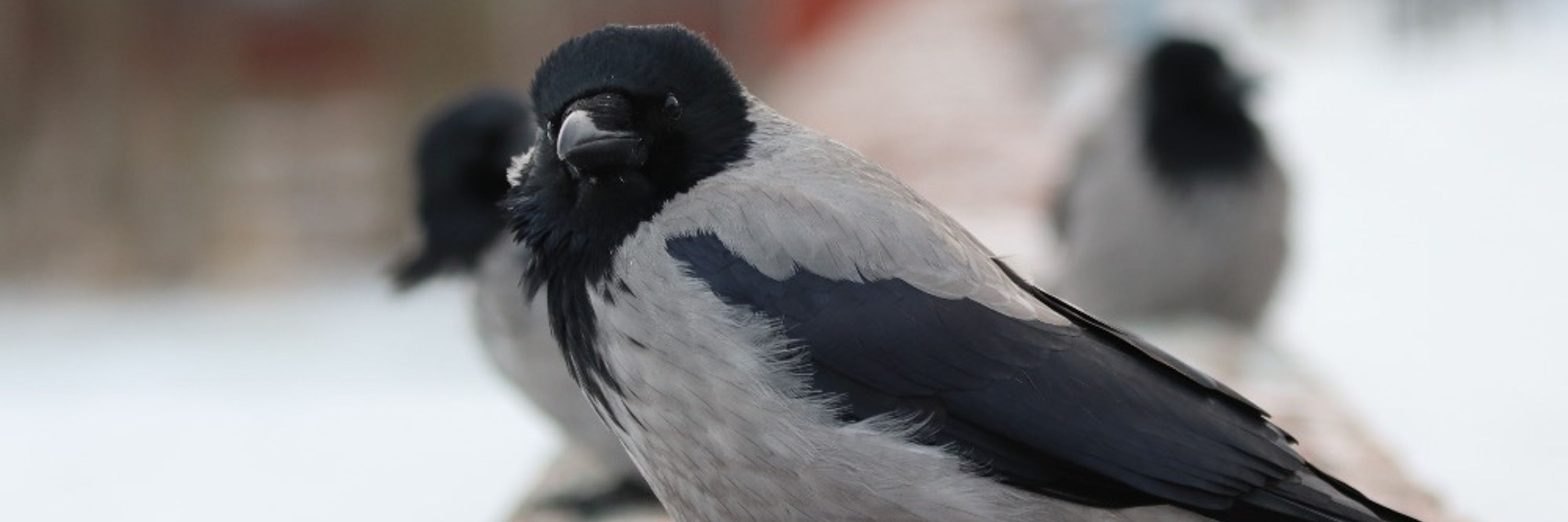 VoidBirbDeity364