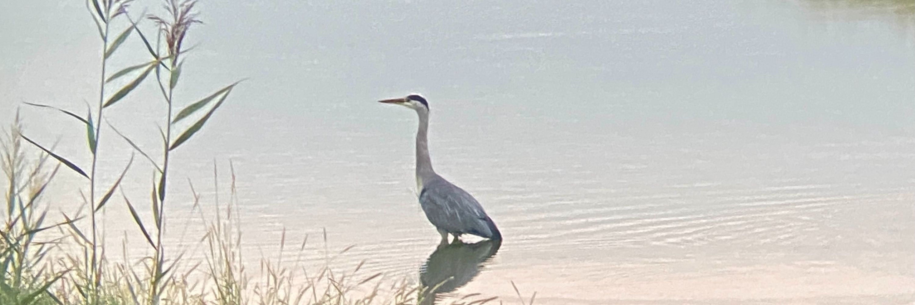 Highbridge Birder
