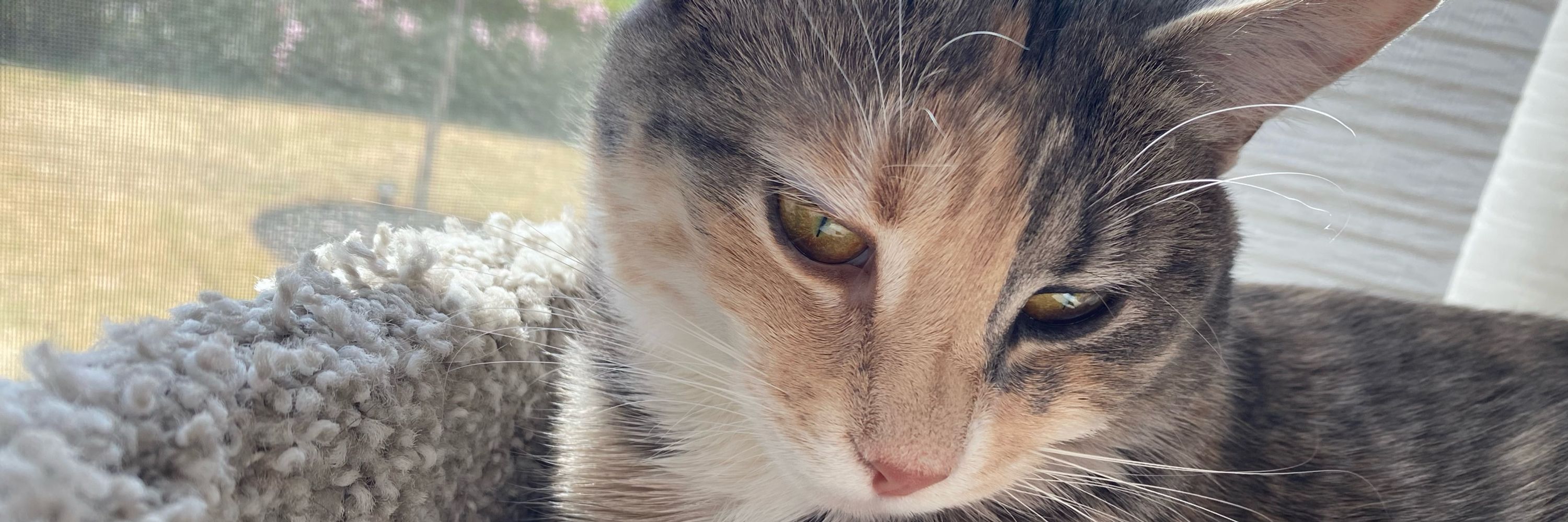 Caitycat Blog