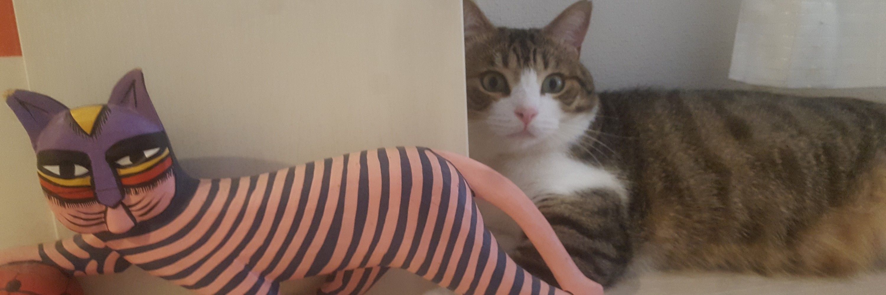 ねこしの
