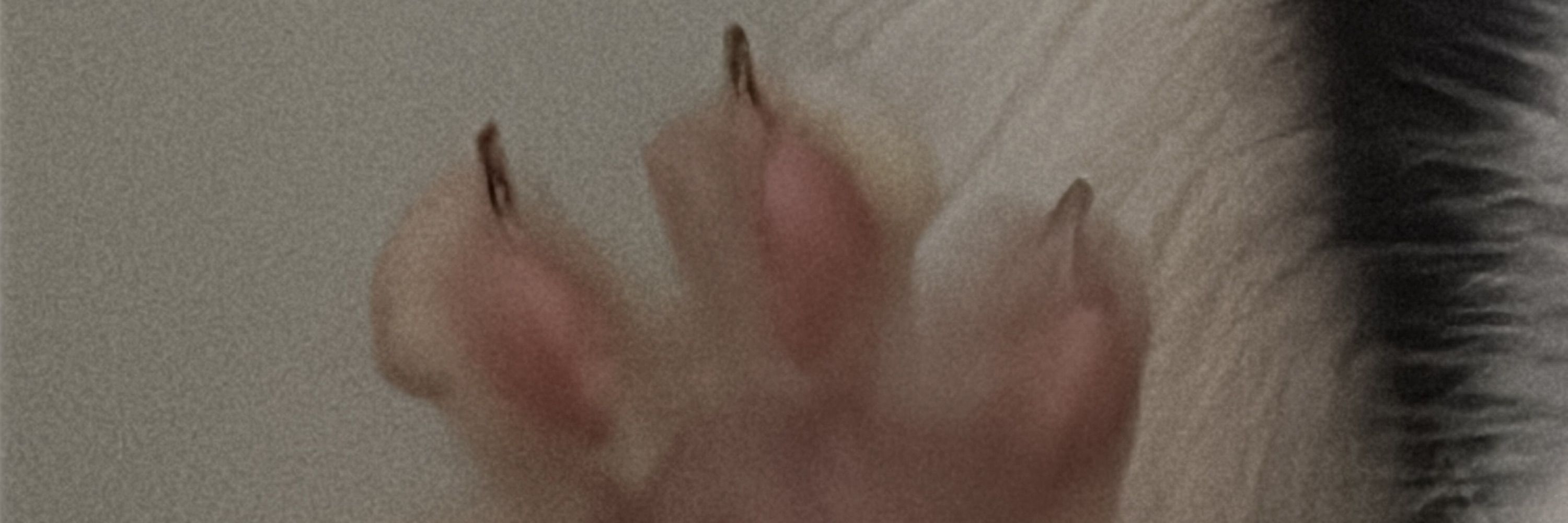 patas de gatos 